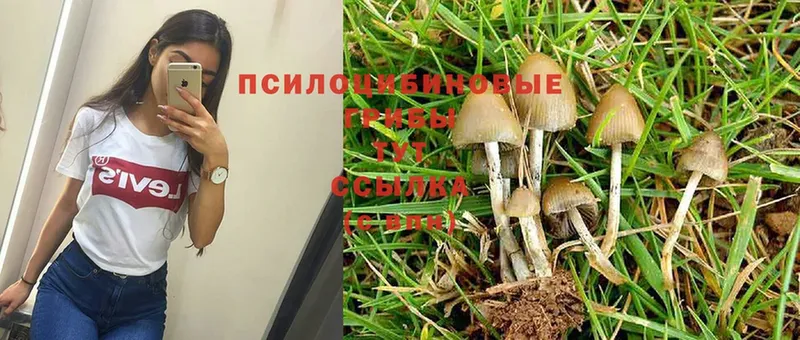 наркошоп  Новокубанск  Галлюциногенные грибы Psilocybe 